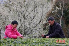 （乡村行·看振兴）湖北五峰春茶
